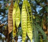 Mimosa seed pods, long light lime-ish green