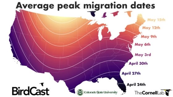 Average Peak Migration Dates