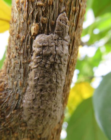 Spotted Lanternfly eggs on tree. They look like a clump of dried mud on the bark of a tree