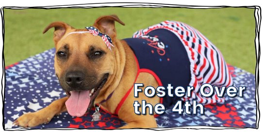 A dog dressed in patriotic clothing lays on a red and blue blanket