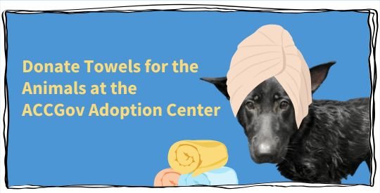 Black dog with cartoon towel on its head