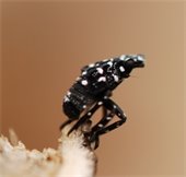 Very young Spotted Lanternfly
