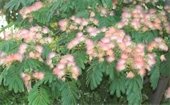 Pink fluffy Mimosa flowers