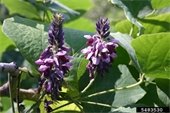 Kudzu Flower, Photo Credit: Gerald Holmes, bugwood.org