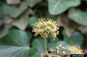 English Ivy flower