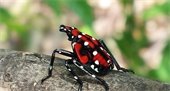 Spotted Lanternfly, black bug with red patches on its back and white dots all over