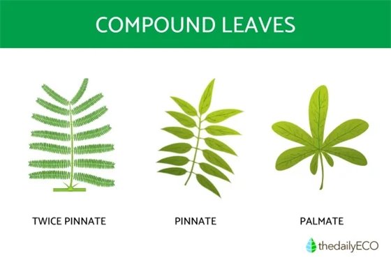 Diagram of Compound Leave Types: palmate, Pinnate, and Twice Pinnate