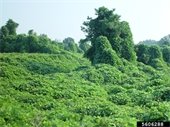 Kudzu Infestation, Photo Credit: Gerald Holmes, bugwood.org