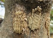 Spotted Lanternfly eggs on tree. 