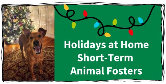 Holidays at Home Short-Term Animal Fosters
