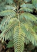Topside view of teice-pinnate leaves of Mimosa plant