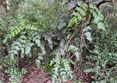 Leatherleaf Mahonia invading other plants' space