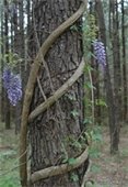 Chinese Wisteria wrapping around a tree