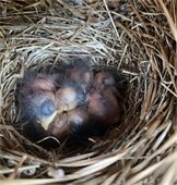 Bluebird Hatchlings approximately 2 days old.