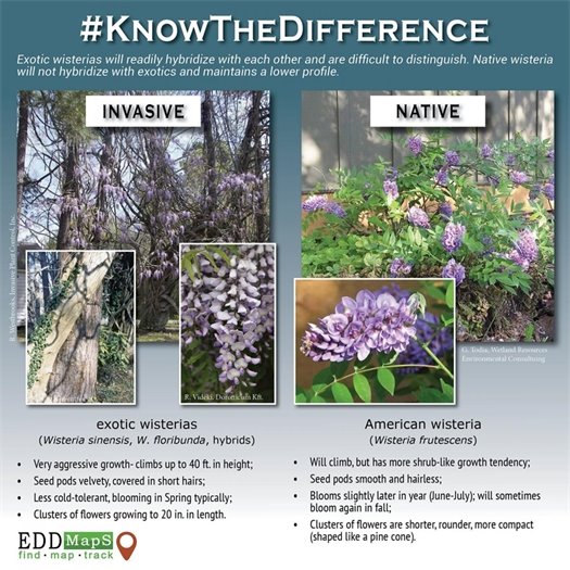Invasive vs native wisteria infographic