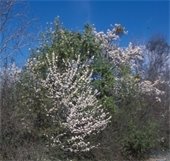 Blooming Bradford Pear in brush next to other trees