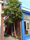 Tree-of-heaven growing out of the side of a coffee shop