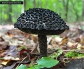 A photo of a mushroom taken by Devon Elcik.