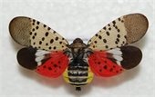 Spotted Lanternfly with wings extended on white background