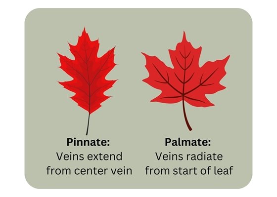 Pinnate: Leaf veins extend from the center vein while Palmate: Veins radiate from the start of the leaf
