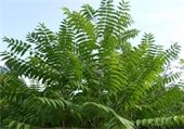 Leaves of a tree-of-heaven against a blue sky