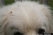 Top of golden retriever puppy's head with Japanese Chaff Flower seeds in it's fur