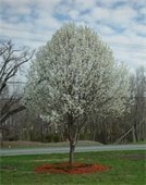 Blooming Bradford Pear; Flowers are white, tree is rounded