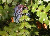 Ripe Leatherleaf Mahonia berries