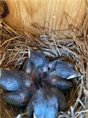 Bluebird hatchlings at one week old. 
