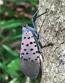 Adult Spotted Lanternfly