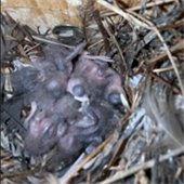 Hatchlings found at Dudley Park