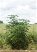 Small leafy Chinaberry Tree