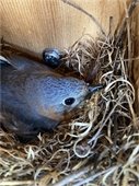 Eastern Bluebird female incubating eggs in a nest box. 