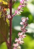 Little pink flowers of perilla mint