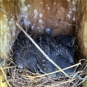Fledglings at Dudley Park