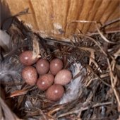 Eggs found in the nestbox at Dudley Park