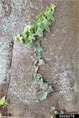 English Ivy growing on tree close up
