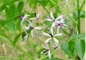 Close up on Chinaberry flowers