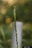 Close up on Japanese Chaff Flower's flower
