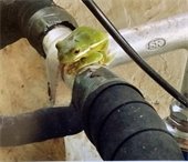 Green Life Art Hugh Kane Hill