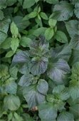 Leafy Perilla Mint from above