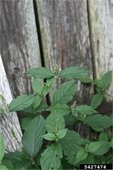 Japanese Chaff Flower against a wood fence