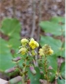 Yellow Leatherleaf Mahonia flowers
