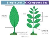 Compound vs Simple Leaf Diagram