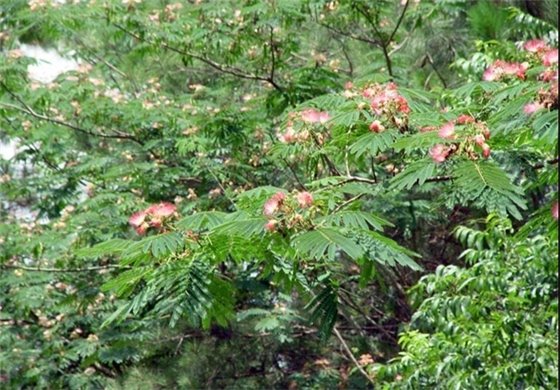 Mimosa's green leaves and bright pinks fluffy flowers that fade into white at the botton