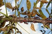 Numerous young spotted lanternflies on a tree branch