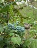 Unripe Leatherleaf Mahonia berries
