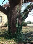 English ivy climbing tree