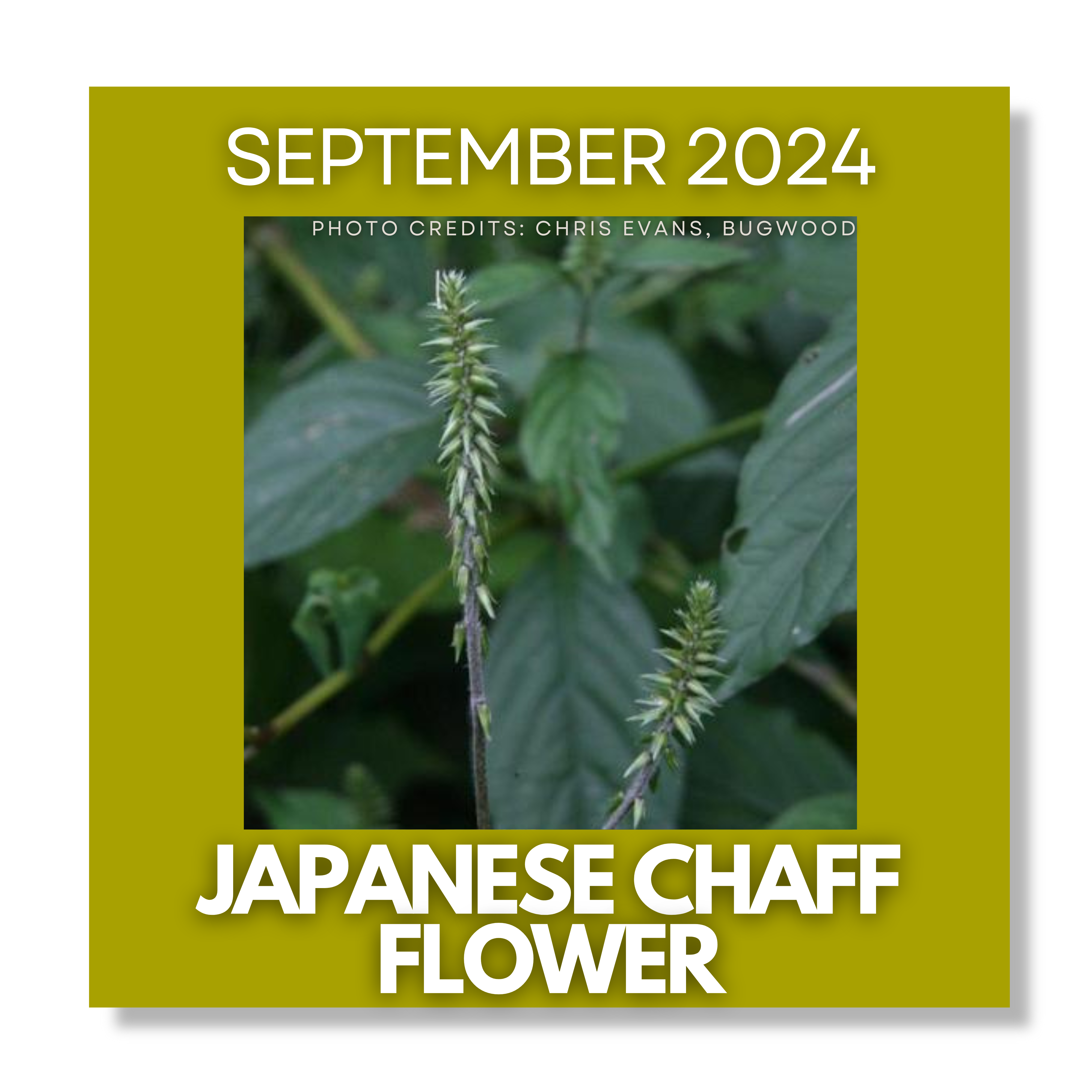 Click Here for Invasive of the Month September 2024 Japanese Chaff Flower