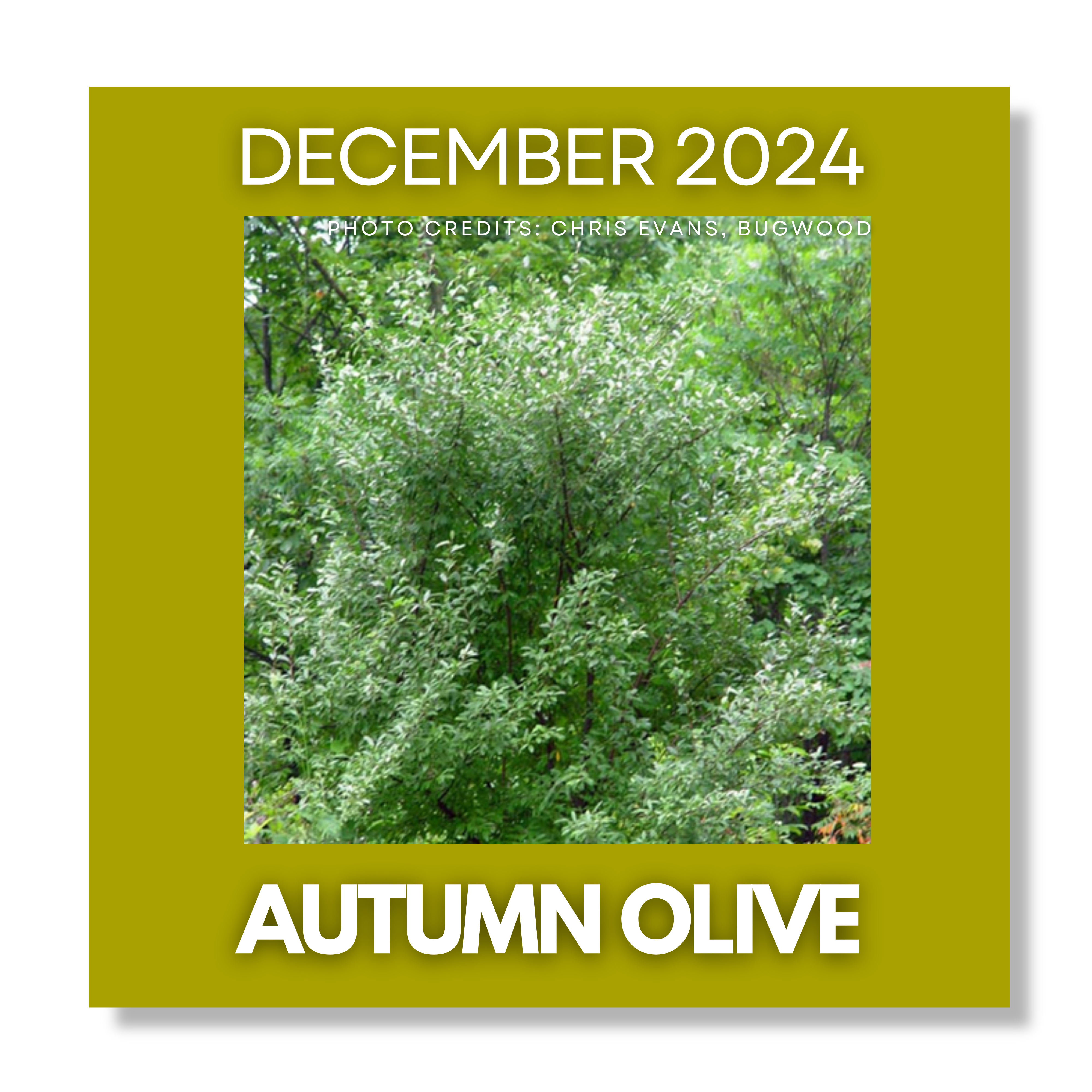 Click Here for Invasive of the Month December 2024 Autumn Olive